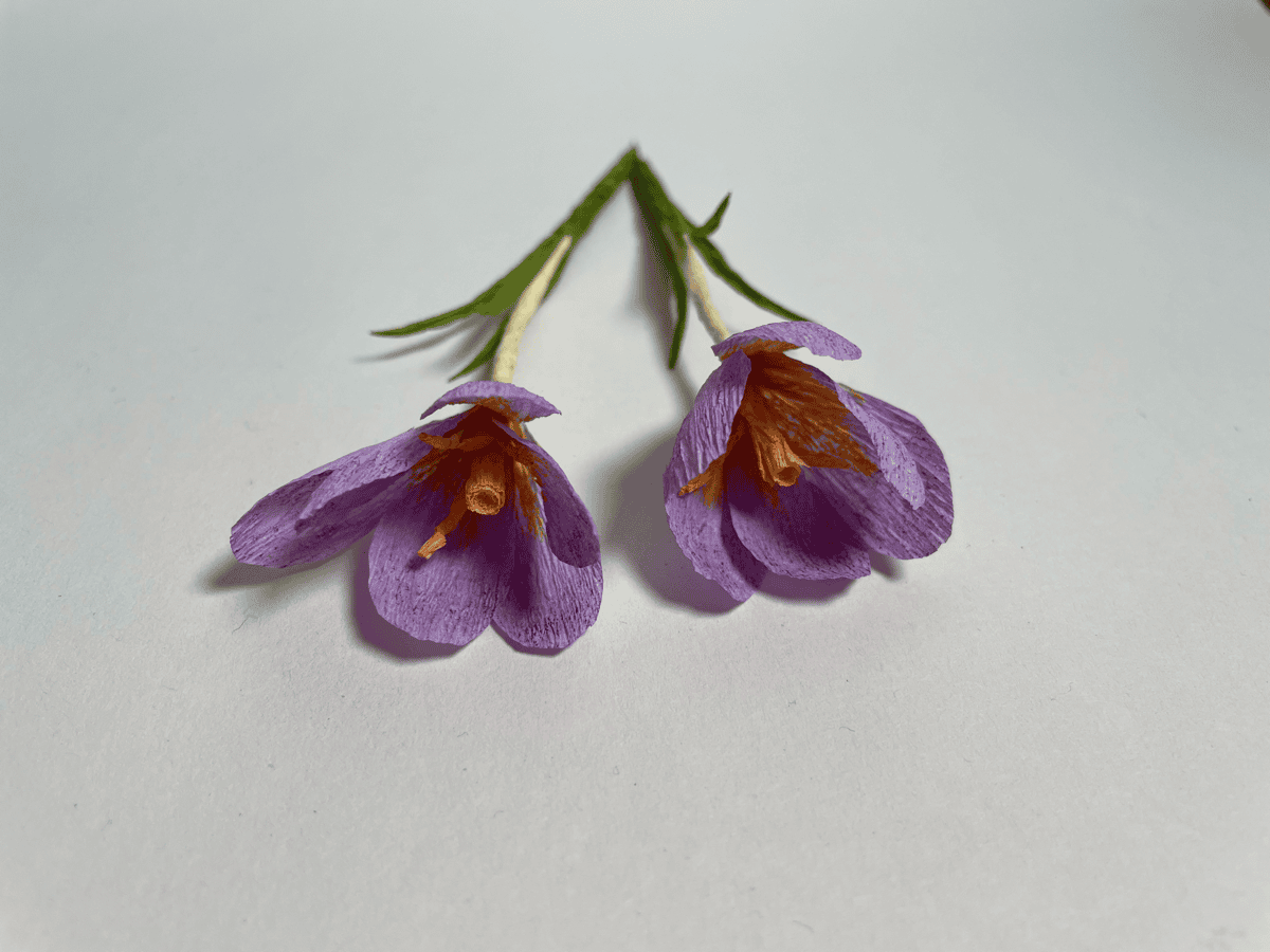 Purple crocuses