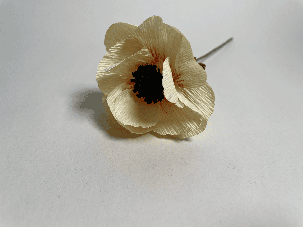 Cream anemone